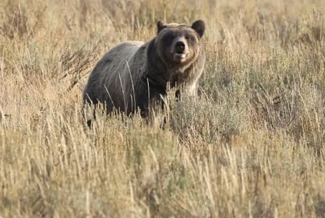 Trail Walker Attacked by Bear in Yellowstone Flown to Medical Facility