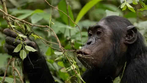 Wild Chimps Ingesting the Equivalent of an Alcoholic Beverage Per Day from Fermented Fruit, Investigation Reveals