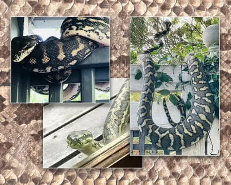 Welcoming the Reptiles in the Roof: A Journey from Dread to Fascination