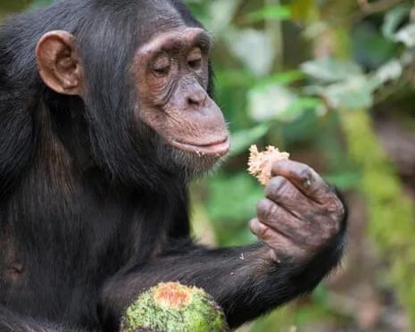Wild Chimps Drink Daily Ethanol Equivalent to a Beer from Ripe Figs