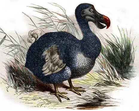 Experts Claim They Have Achieved a ‘Pivotal Step’ in Reviving the Flightless Species for the First Time in Multiple Generations